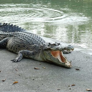 Crocodile Wallpaper, Wall Mural Crocodile, Vinyl Peel and Stick, Self