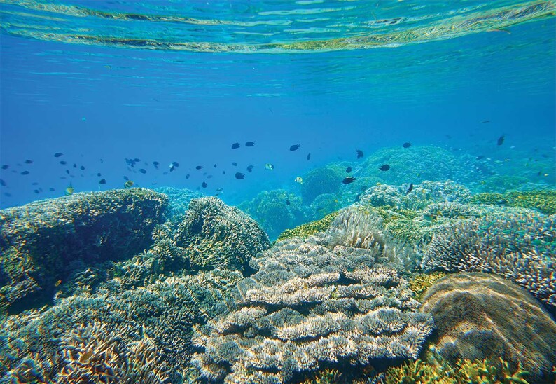 Wall Mural Fishes Peel And Stick Wallpaper Underwater Wall Decal Wall Decal Corals Wallpaper Reef