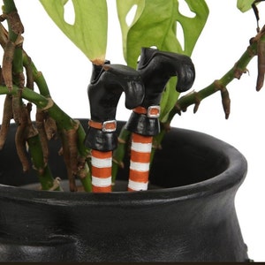 May include: Two witch legs with black boots and orange and white striped stockings sticking out of a black cauldron planter. The plant is a Monstera Deliciosa with green leaves.
