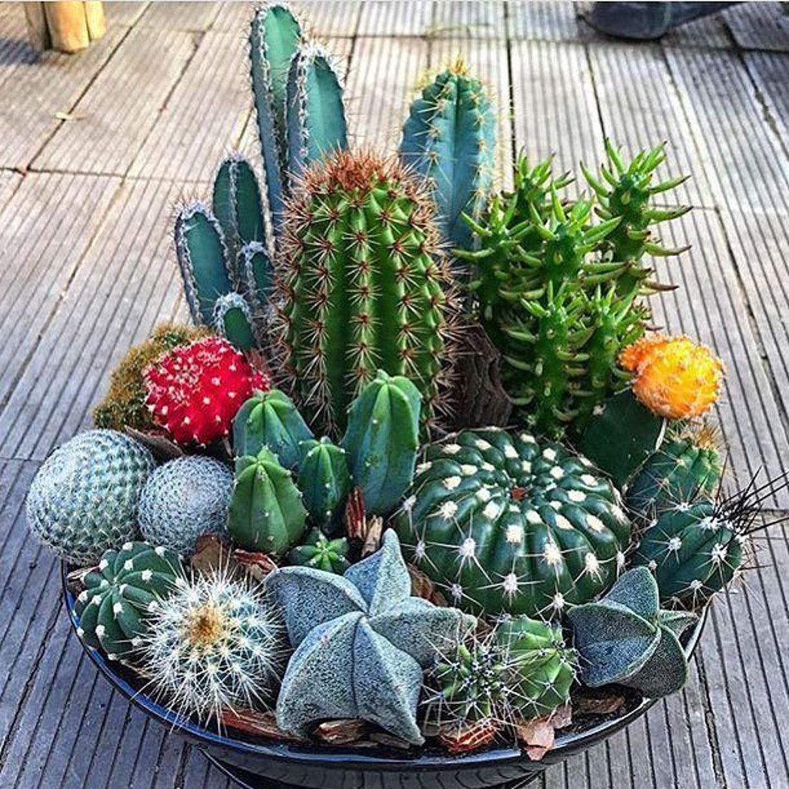 Succulent And Cactus Arrangements