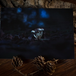 Postal: Setas IV I Bosque I Tarjeta de felicitación I Decoración I Colgante de pared I Tarjeta I Amor por la naturaleza I Noche I Tarde I Gótico I Cottagecore