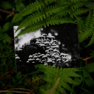 Carte postale : Champignons n/b I forêt I carte de vœux I carte J'aime la nature I noir et blanc I cottagecore
