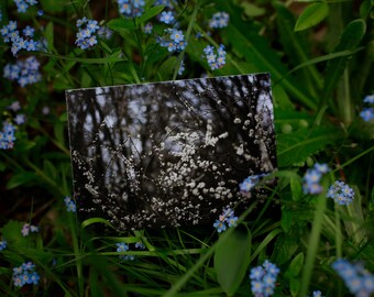 Postcard: BLOSSOMS ------ greeting card - nature - snailmail - white - blossom - flowers - nature - blue