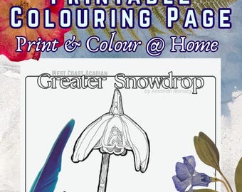 Greater Snowdrop Colouring Sheet | Printable Nature Art | Flower Illustration