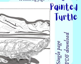 Western Painted Turtle printable page for colouring
