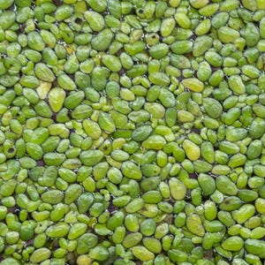 500+ Pods of Duckweed | Live Aquarium Floating Plant | Large Portion (lemna minor)
