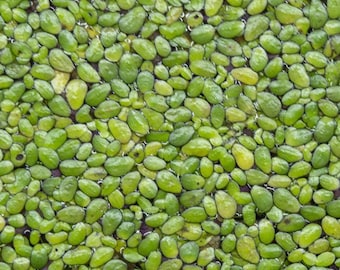 500+ Pods of Duckweed | Live Aquarium Floating Plant | Large Portion (lemna minor)