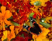 Birkhill's Own Marigold - Home Grown Natural Dye - Plant Dye - Dry Flower Dye -Botanical Dyes - Yarn Dyeing - Sustainable Eco craft