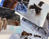 Christmas Holiday Greeting Card Set / Cards with Envelopes / Birkhill Smallholding Farm Animals, Ragdoll Cat, Castlemilk Sheep, Alpacas