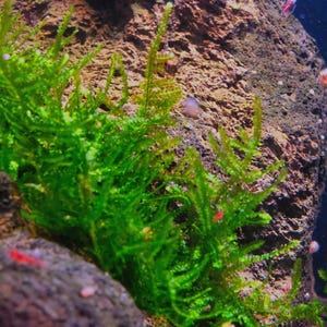 May include: A close-up of a rock covered in green moss. The moss is growing in a lush, vibrant green color. The rock is a dark brown color and has a rough texture.