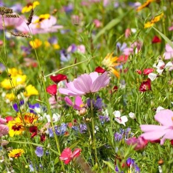 23 Variety Wild Flower Mix, 250+ Seeds Per Packet, Bee, and Wildlife Friendly