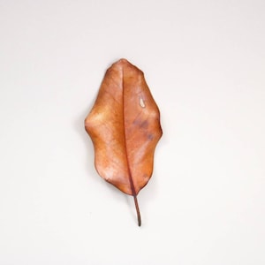 Magnolia Leaves, Size Medium, Freshly Dried, Organic, Nano Tank Botanicals
