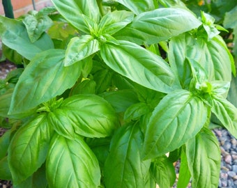 Italian Sweet Basil Herb, 50+ Fresh Seeds