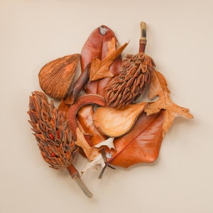 May include: A collection of dried leaves and seed pods in shades of brown and orange. The leaves are arranged in a circular pattern, with the seed pods in the center. The seed pods are a variety of shapes and sizes, and some have a textured surface.