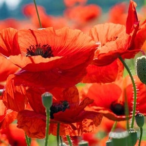 Bulk Order 1/4 Pound Red Corn Poppy Seeds, Over 500,000 Seeds, Organic, Freshly Packed