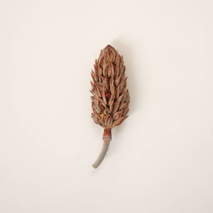 Magnolia Tree Pod, Botanical, Freshly Picked, Organic, Nano Tank Botanicals