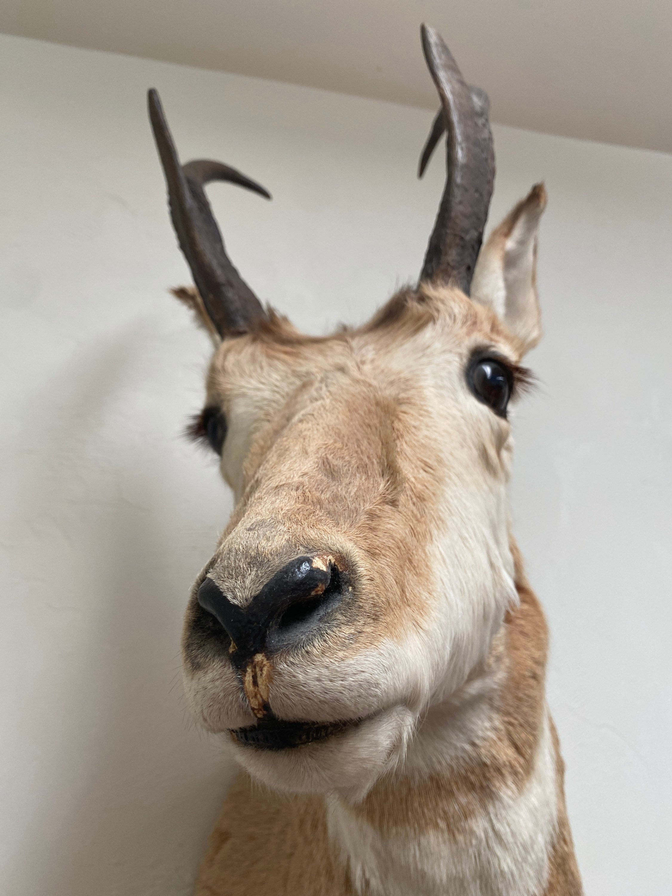 Taxidermy Pronghorn Antelope Mount Head Etsy