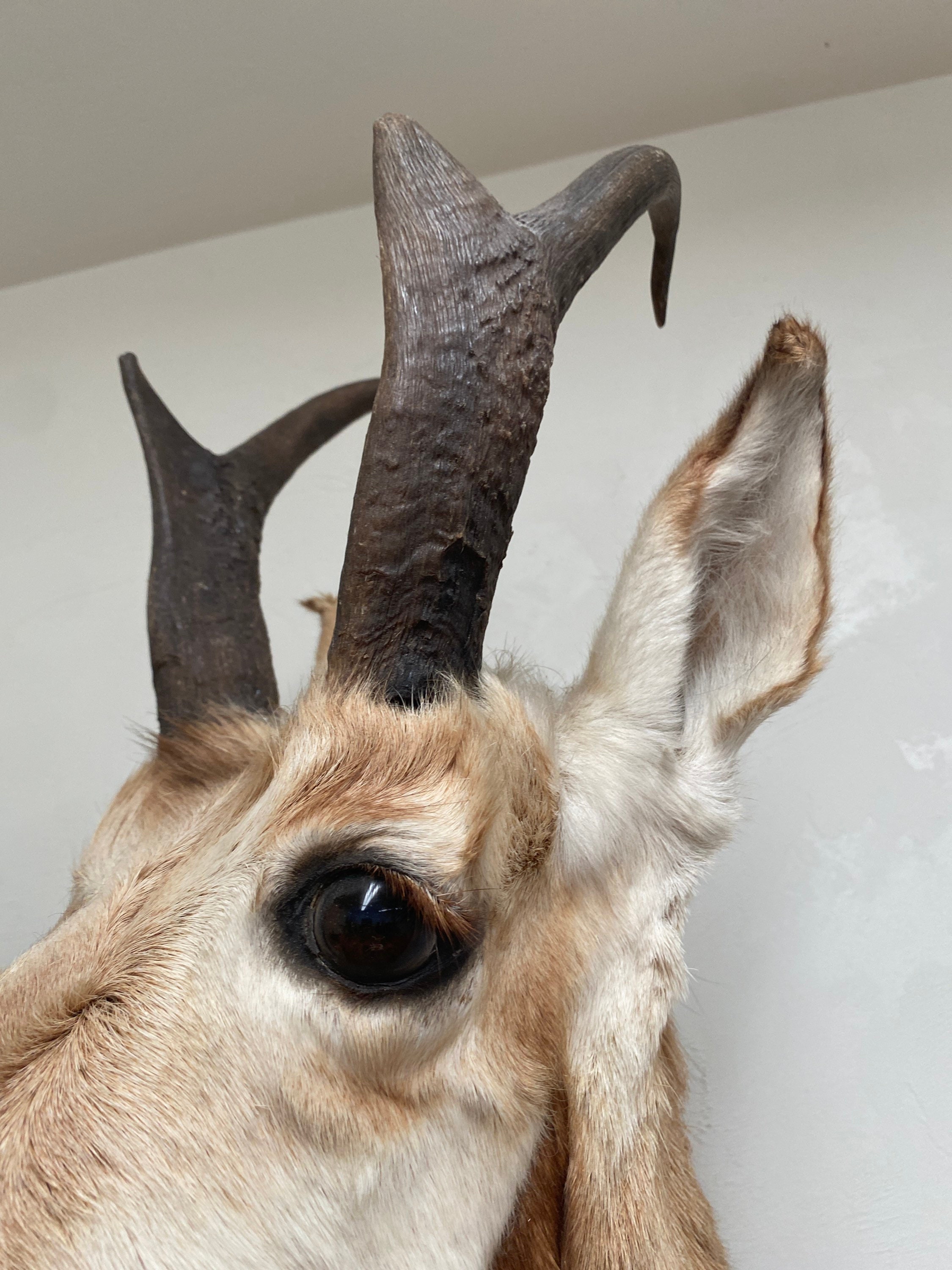 Taxidermy Pronghorn Antelope Mount Head Etsy