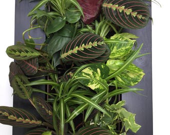  Tropical  plants Etsy