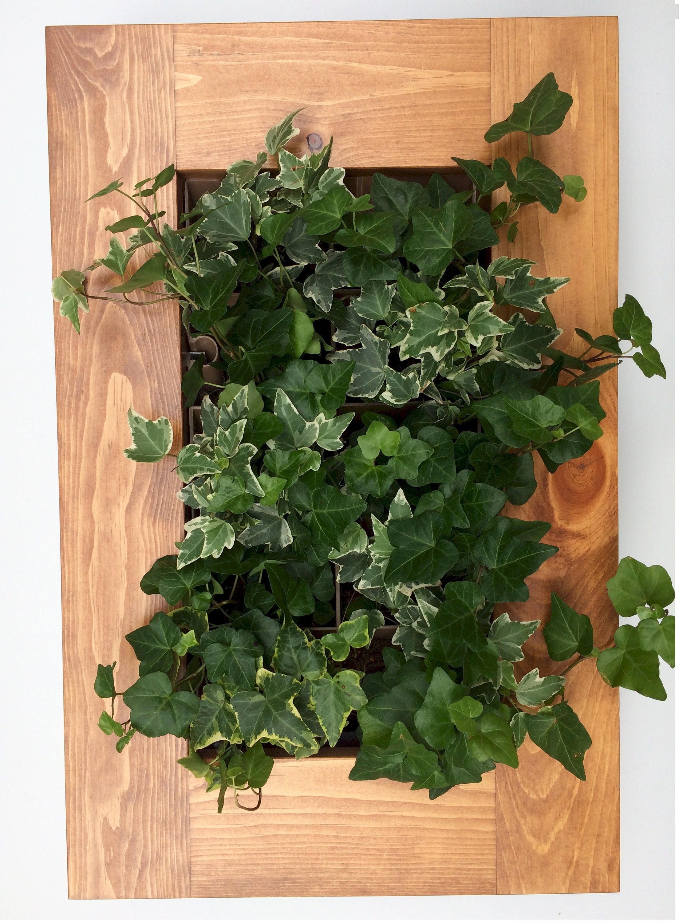 Vertical Garden with Live Ivy Plants Etsy