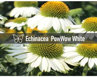 5 POW WOW WHITE Echinacea Perennial Starter Plant Plugs Long Blooming Coneflower