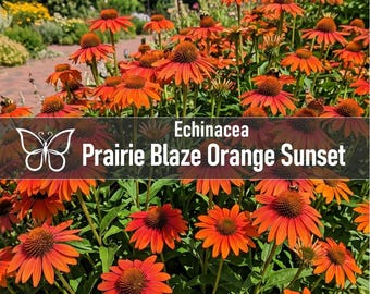 3 Prairie BLAZE ORANGE SUNSET Echinacea Perennial Starter Plant Plugs Long Blooming Coneflower