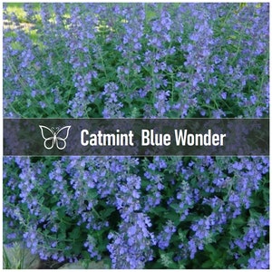 3 Nepeta BLUE WONDER CATMINT Faassenii Perennial Starter Plant Plugs