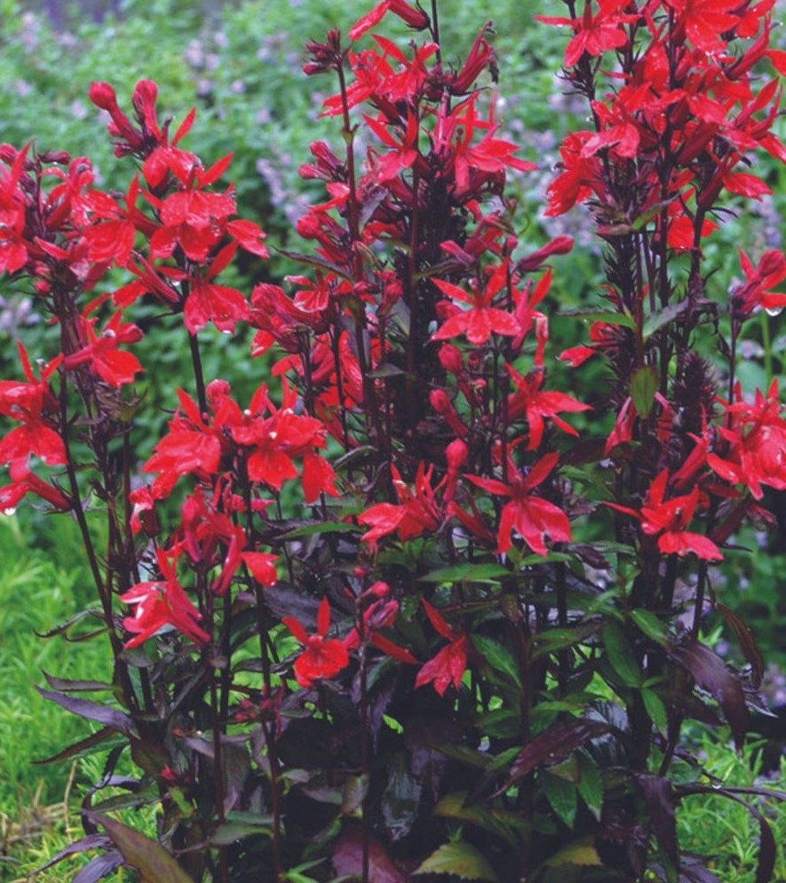 3 Lobelia VULCAN RED Cardinal Flower Perennial Starter Plant Plugs - Etsy