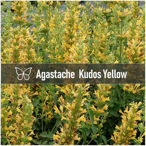 5 Agastache KUDOS YELLOW Hyssop Perennial Starter Plant Plugs HUMMINGBIRD Mint