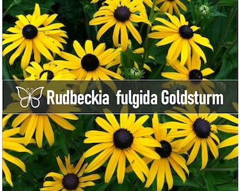 5 GOLDSTURM Rudbeckia Fulgidia Perennial Black-Eyed Susan Starter Plant Plugs