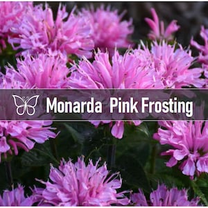 5 PINK FROSTING MONARDA Bee Balm Live Perennial Starter Plant Plugs