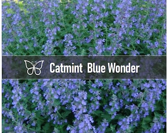 5 Nepeta BLUE WONDER CATMINT Faassenii Perennial Starter Plant Plugs