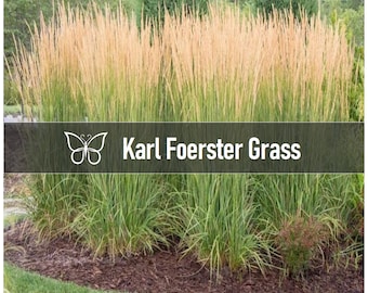 5 Ornamental KARL FOERSTER GRASS Perennial Feather Reed Calamagrostis Plant Plugs