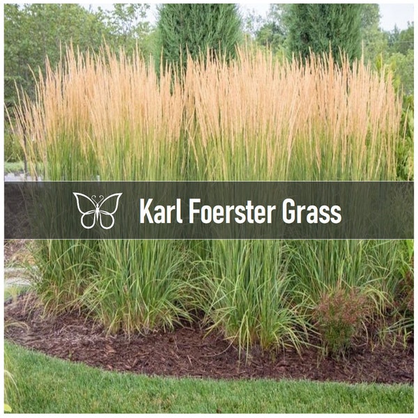 5 Ornamental KARL FOERSTER GRASS Perennial Feather Reed Calamagrostis Plant Plugs