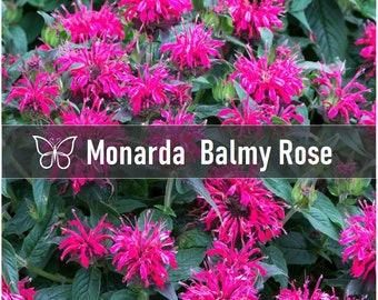 3 BALMY ROSE Monarda Bee Balm Live Perennial Starter Plant Plugs
