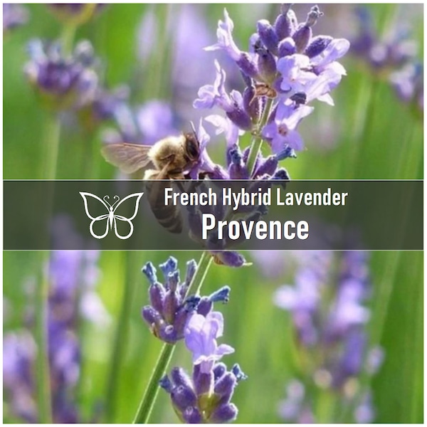 5 LAVENDER PROVENCE French Hybrid Perennial Starter Plant Plugs Dried Flowers Potpourri