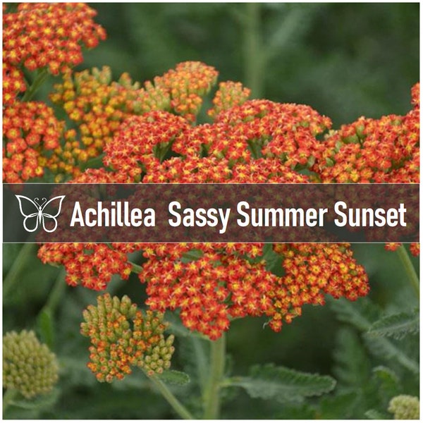 2 Achillea SASSY SUMMER SUNSET Yarrow Perennial Starter Plant Plugs Tall Dark Orange Yellow