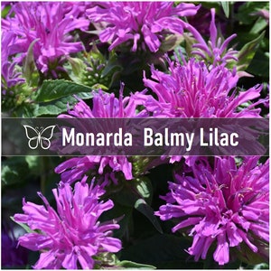 2 BALMY LILAC Monarda Bee Balm Live Perennial Starter Plant Plugs