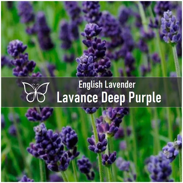 10 English Lavender LAVANCE DEEP PURPLE Perennial Starter Plant Plugs Dried Flowers - Oil