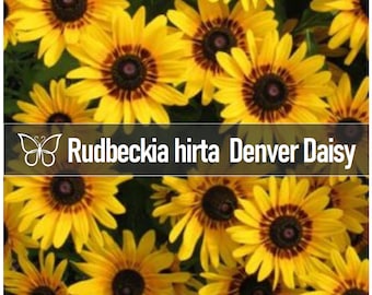 5 Rudbeckia DENVER DAISY hirta Coneflower Live Starter Plant Plugs