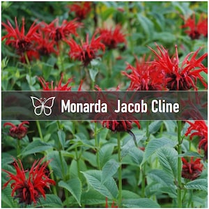 3 Scarlet RED JACOB CLINE Monarda Bee Balm Perennial Starter Plant Plugs