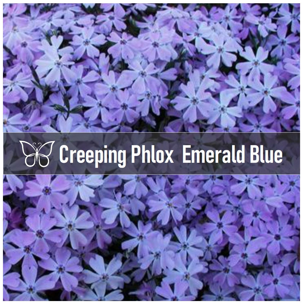10 LAVENDER Creeping Phlox EMERALD BLUE Subulata Live Perennial Starter Plant Plugs
