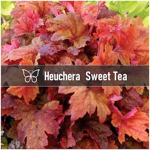 2 Heucherella SWEET TEA Perennial Foamy Bells Starter Plant Plugs