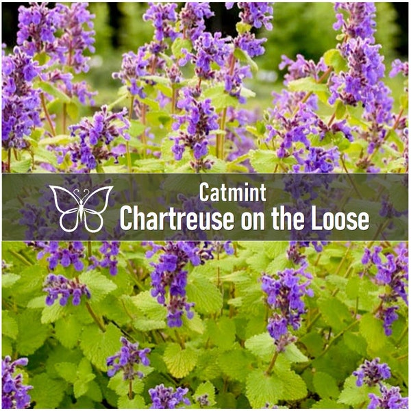 3 Nepeta CHARTREUSE On The LOOSE Catmint Faassenii Perennial Starter Plant Plugs