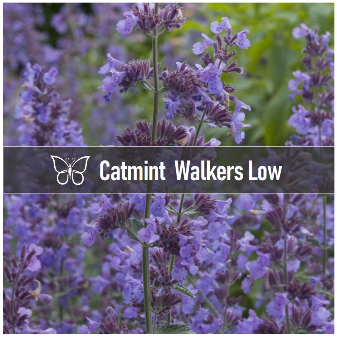 5 Nepeta WALKER'S LOW CATMINT Faassenii Perennial Starter Plant Plugs