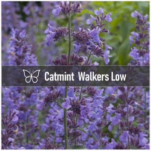 5 Nepeta WALKER'S LOW CATMINT Faassenii Perennial Starter Plant Plugs