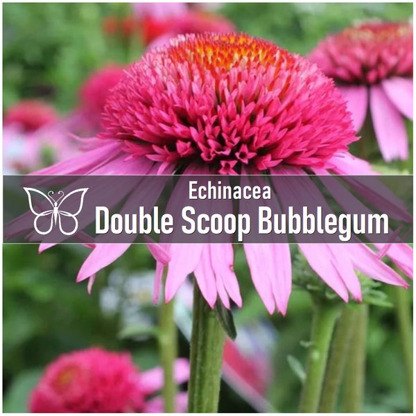 5 Double Scoop BUBBLEGUM Echinacea Perennial Starter Plant Plugs Long Blooming Coneflower
