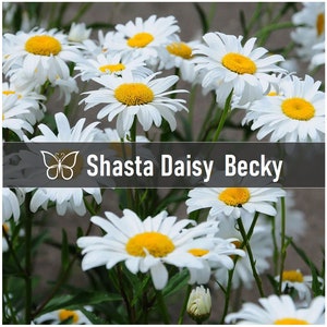 5 BECKY Shasta DAISIES Leucanthemum Superbum Perennial Starter Plant Plugs