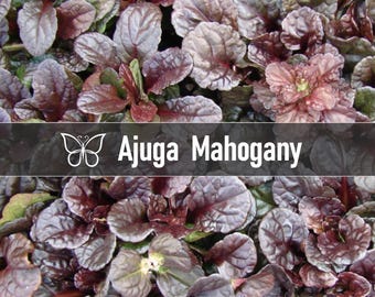 10 MAHOGANY AJUGA Bugleweed Live Perennial Starter Plant Plugs