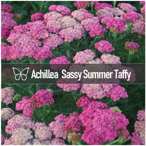 2 Achillea SASSY SUMMER TAFFY Yarrow Live Perennial Starter Plant Plugs